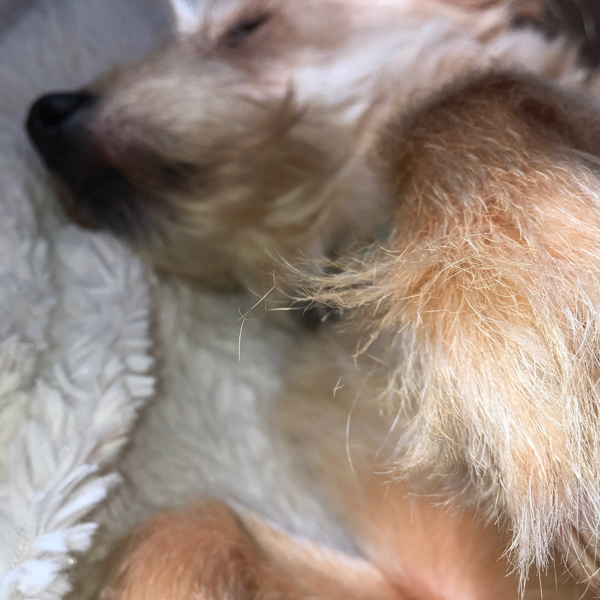 Hindi participe au concours pour gagner de l'argent avec cette photo : canidae, carnivore, companion_dog, dog, dog_breed, dutch_smoushond, fur, glen_of_imaal_terrier, irish_soft_coated_wheaten_terrier, irish_wolfhound, mammal, nose, puppy, puppy_love, schnoodle, snout, sporting_group, sporting_lucas_terrier, terrier, vertebrate