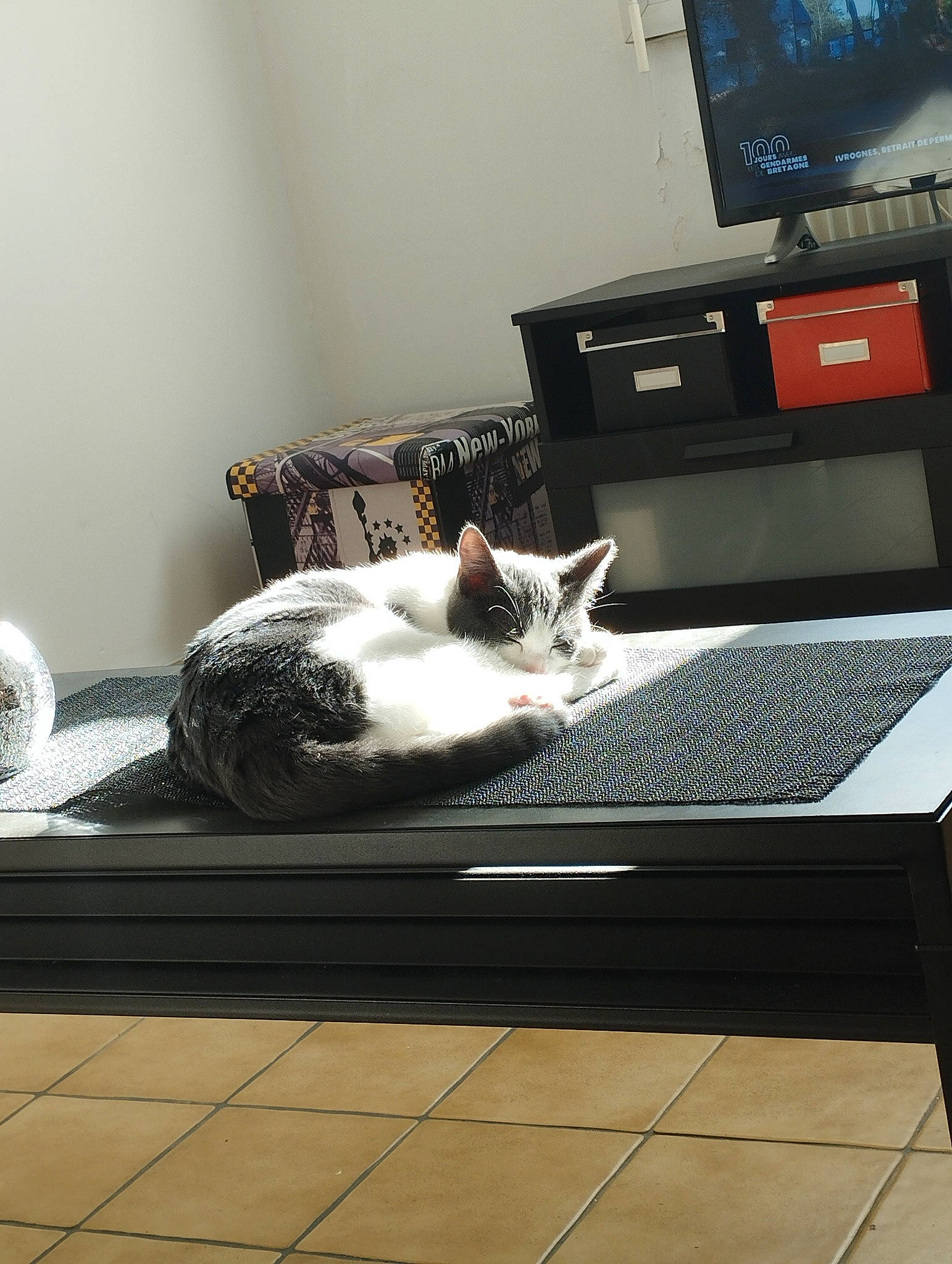 Thémis participe au concours pour gagner de l'argent avec cette photo : carnivore, cat, comfort, domestic_short_haired_cat, entertainment_center, felidae, floor, flooring, grey, home_appliance, living_room, output_device, room, small_to_medium_sized_cats, table, tail, television, television_set, whiskers, wood
