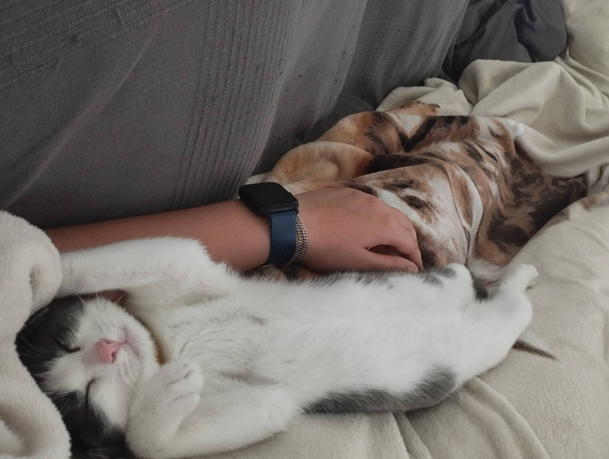 Thémis participe au concours pour gagner de l'argent avec cette photo : carnivore, cat, claw, comfort, companion_dog, couch, domestic_short_haired_cat, felidae, foot, fur, gesture, human_leg, lap, linens, paw, small_to_medium_sized_cats, tail, watch, whiskers, wrist