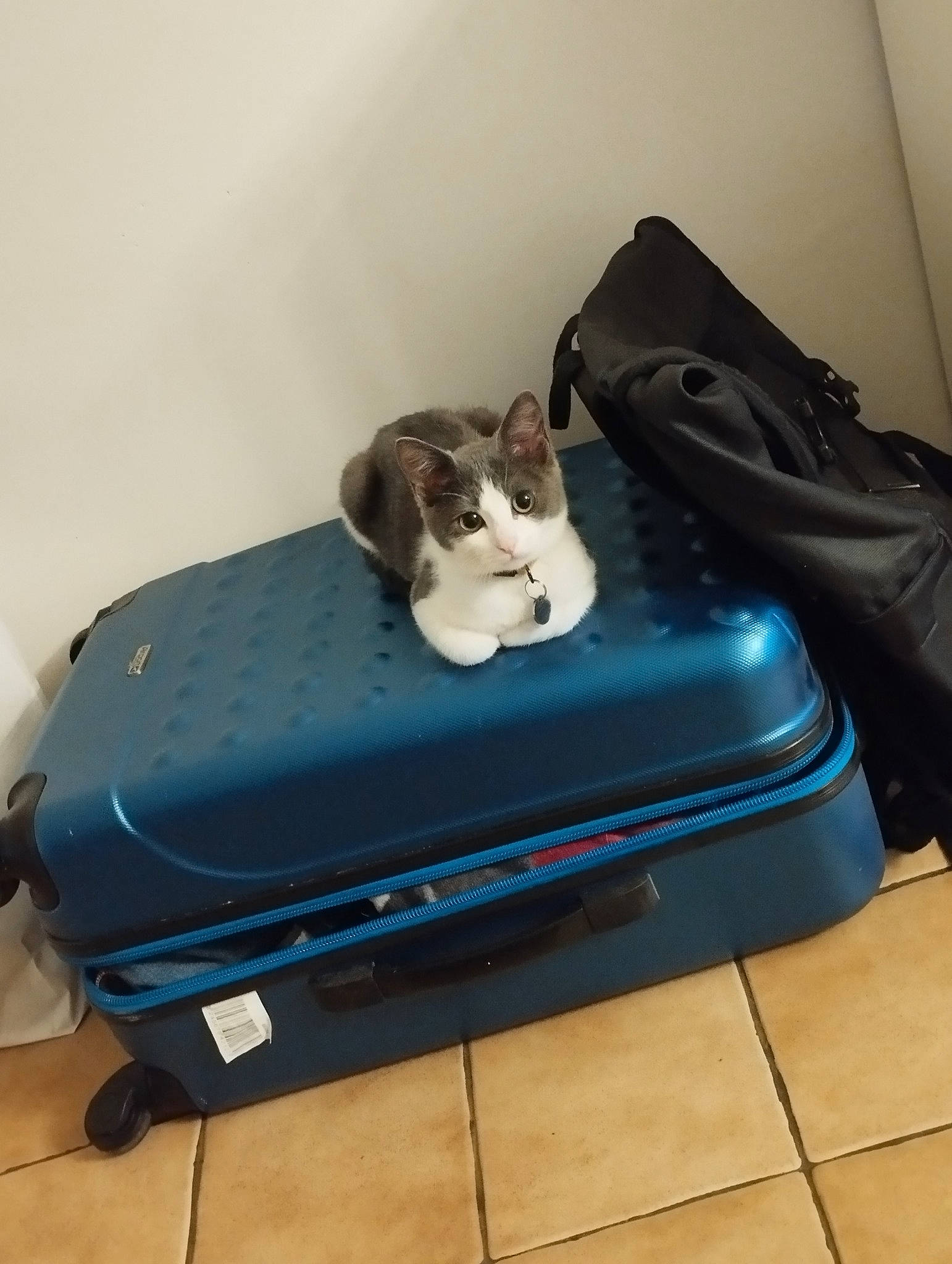 Thémis participe au concours pour gagner de l'argent avec cette photo : audio_equipment, carnivore, cat, comfort, couch, electric_blue, felidae, flooring, fur, gadget, hardwood, home_appliance, room, small_to_medium_sized_cats, tail, whiskers, wood