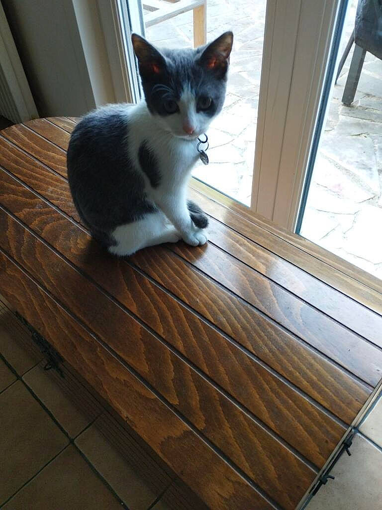 Thémis a rejoint le concours — aidez-le/la à gagner de superbes lots ! carnivore, cat, domestic_short_haired_cat, felidae, floor, flooring, fur, grey, hardwood, laminate_flooring, plank, plywood, sitting, small_to_medium_sized_cats, tail, varnish, whiskers, wood, wood_flooring, wood_stain