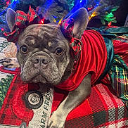 Mila joined the competition — help win amazing prizes! dog, french_bulldog, pet, holiday_outfit, red_clothing, bows, ears, christmas_tree, christmas_lights, plaid, blanket, pillow, indoor, decorations, festive, animal, cute, portrait, resting, close_up