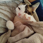 Billie a rejoint le concours — aidez-le/la à gagner de superbes lots ! animal, blanket, cat, comfort, cozy, cute, domestic, ears, fur, indoor, mammal, nose, paw, pet, relaxed, resting, sleepy, snuggle, soft, whiskers