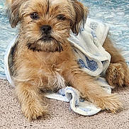 Cooper is registered to the contest to win money with this photo: dog, puppy, blanket, carpet, rug, fur, pet, animal, cute, indoors, cozy, resting, small_dog, brown_fur, lying_down, face, ears, paw, looking_at_camera, furry