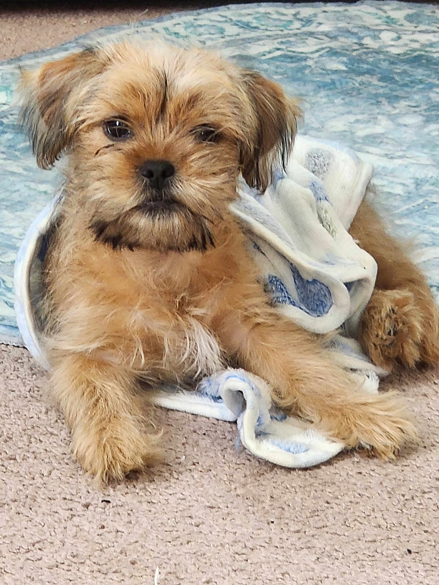 Cooper is registered to the contest to win money with this photo: dog, puppy, blanket, carpet, rug, fur, pet, animal, cute, indoors, cozy, resting, small_dog, brown_fur, lying_down, face, ears, paw, looking_at_camera, furry