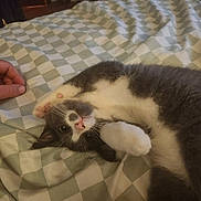 Angel joined the competition — help win amazing prizes! animal, bed, blanket, cat, checkered_pattern, cozy, cute, domestic_cat, fur, gray_cat, hand, indoor, paw, pet, playful, relaxed, resting, soft, upside_down, white_cat