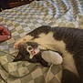 animal, bed, blanket, cat, checkered_pattern, cozy, cute, domestic_cat, fur, gray_cat, hand, indoor, paw, pet, playful, relaxed, resting, soft, upside_down, white_cat