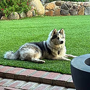 Willow joined the competition — help win amazing prizes! animal, backyard, canine, collar, daytime, dog, ears, fire_pit, fluffy, fur, garden, grass, lawn, nature, outdoor, pet, plants, relaxed, resting, stone_wall