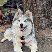 Willow joined the competition — help win amazing prizes! dog, animal, outdoor, tree, dirt, canopy, people, balloons, camping, fur, blue_eyes, happy, tongue_out, pet, nature, relaxing, leisure, summer, mammal, large_dog