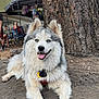 dog, animal, outdoor, tree, dirt, canopy, people, balloons, camping, fur, blue_eyes, happy, tongue_out, pet, nature, relaxing, leisure, summer, mammal, large_dog