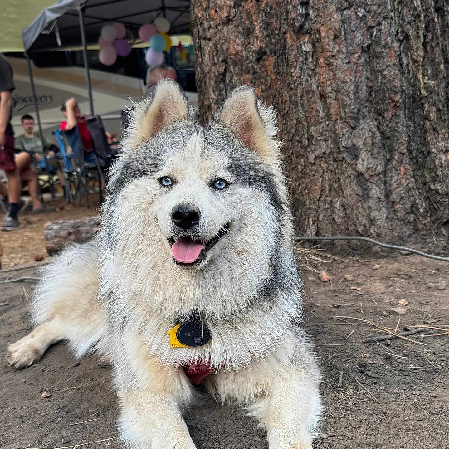 Willow joined the competition — help win amazing prizes! animal, balloons, blue_eyes, camping, canopy, dirt, dog, fur, happy, large_dog, leisure, mammal, nature, outdoor, people, pet, relaxing, summer, tongue_out, tree