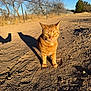 cat, orange_tabby, outdoor, dirt_path, shadow, sunlight, fence, bare_trees, blue_sky, animal, pet, curious, alert, nature, ground, daytime, wildlife, mammal, portrait, sunny