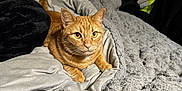 Fanta is registered to the contest to win money with this photo: bed, blanket, blankets, cat, clothing, comfort, cozy, curious, feline, fur, headboard, home, indoor, orange_tabby, pet, pillow, plush, resting, soft_texture, yellow_jacket