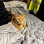 bed, blanket, blankets, cat, clothing, comfort, cozy, curious, feline, fur, headboard, home, indoor, orange_tabby, pet, pillow, plush, resting, soft_texture, yellow_jacket