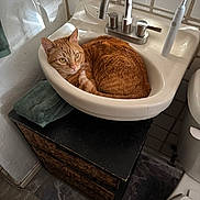 Fanta is registered to the contest to win money with this photo: bathroom, cabinet, cat, ceramic_sink, cozy, curiosity, curled_up, domestic_animal, faucet, feline, indoor, orange_tabby, pet, resting, sink, tile_floor, toilet, toothbrush, towel, white_wall