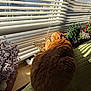 animal, blinds, cat, cozy, daylight, decor, feline, fur, home, indoor, orange_cat, ornament, paw, pet, plant, quilt, relaxing, stretching, sunlight, window