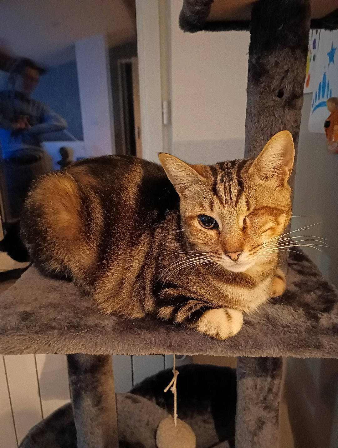 Orson a rejoint le concours — aidez-le/la à gagner de superbes lots ! carnivore, cat, cat_supply, domestic_short_haired_cat, fawn, felidae, flooring, fur, metal, paw, pet_supply, sitting, small_to_medium_sized_cats, snout, tail, terrestrial_animal, whiskers, window, wood