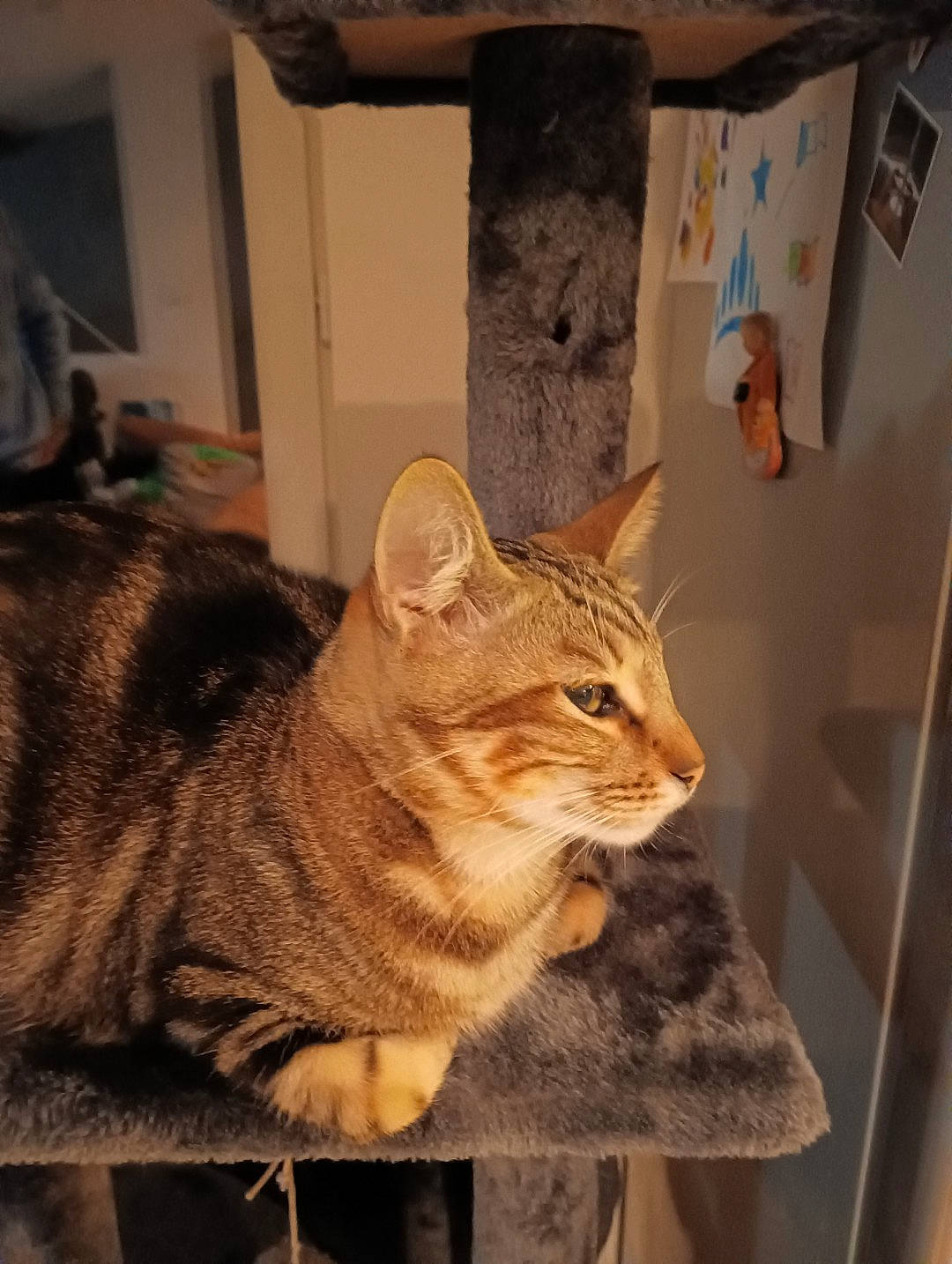 Orson a rejoint le concours — aidez-le/la à gagner de superbes lots ! carnivore, cat, cat_supply, domestic_short_haired_cat, fawn, felidae, fur, pet_supply, room, small_to_medium_sized_cats, snout, tail, terrestrial_animal, whiskers, window, wood