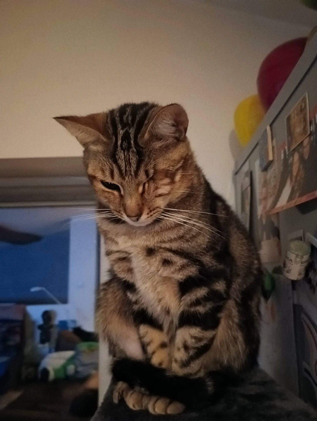 Orson a rejoint le concours — aidez-le/la à gagner de superbes lots ! carnivore, cat, claw, comfort, computer_keyboard, domestic_short_haired_cat, drawer, felidae, fur, home_appliance, paw, peripheral, room, sitting, small_to_medium_sized_cats, snout, tail, terrestrial_animal, whiskers