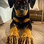 dog, puppy, rottweiler, animal, pet, indoor, floor, wooden_floor, closeup, portrait, cute, paw, black_fur, brown_fur, young, canine, looking_at_camera, focused, home, young_dog