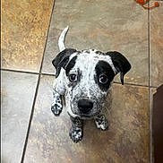 Aspen joined the competition — help win amazing prizes! puppy, dog, speckled_coat, black_and_white, tile_floor, looking_up, pet, young_dog, curious, indoor, cute, animal, small_dog, floor_tiles, ears, tail, whiskers, adorable, companion, logo