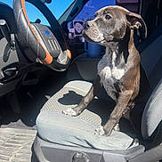 River is registered to the contest to win money with this photo: puppy, dog, car_interior, steering_wheel, car_seat, sunlight, shadow, blue_sky, pet, animal, window, dashboard, floor_mat, curious, sitting, daylight, cute, domestic_animal, vehicle, inside