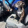 puppy, dog, car_interior, steering_wheel, car_seat, sunlight, shadow, blue_sky, pet, animal, window, dashboard, floor_mat, curious, sitting, daylight, cute, domestic_animal, vehicle, inside