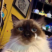Nova is registered to the contest to win money with this photo: cat, blue_eyes, fluffy, indoor, portrait, close_up, feline, whiskers, sitting, face, domestic_animal, pet, fur, brown, white, black, home, decor, shelf, mug