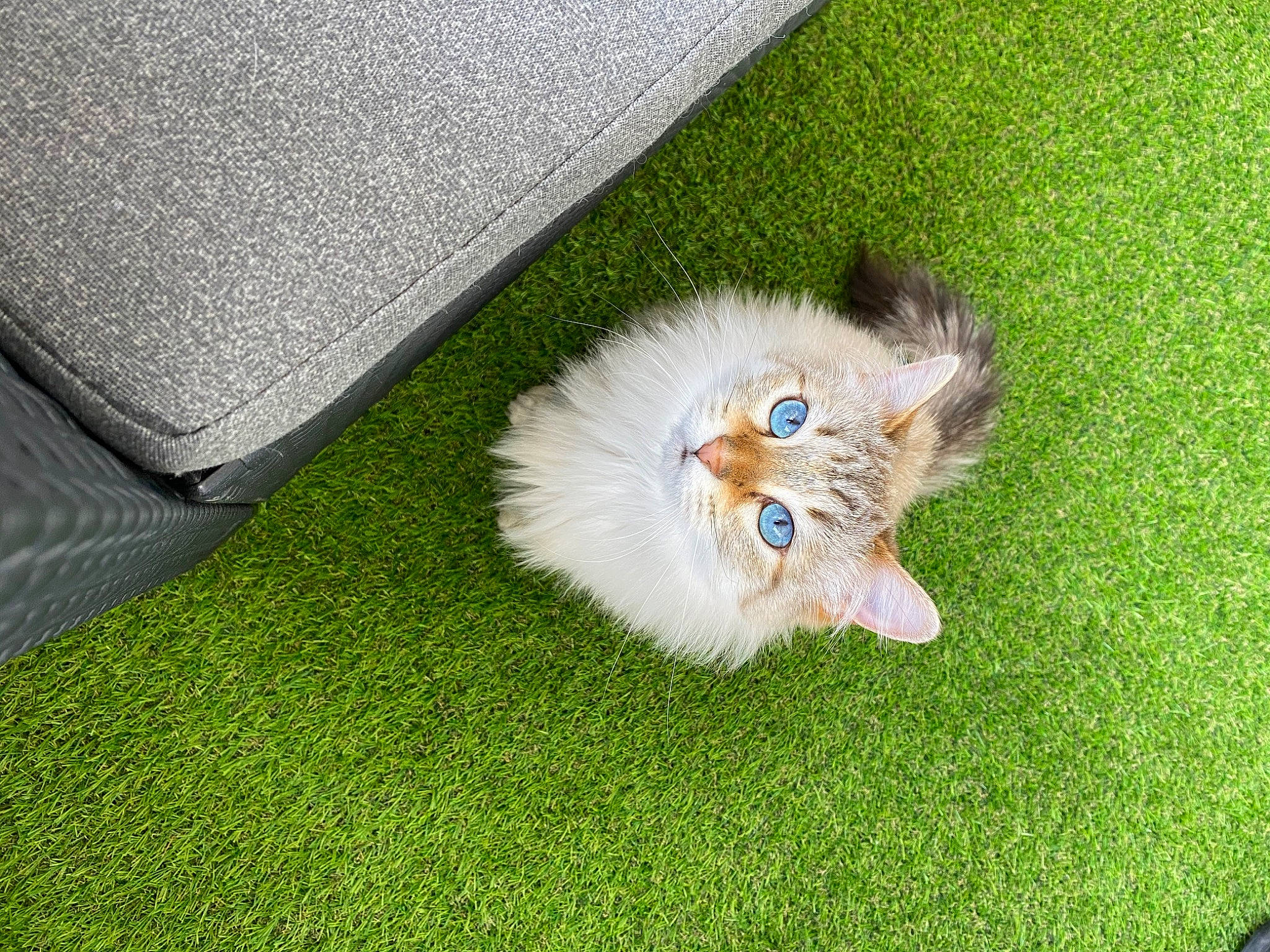 Nalah a rejoint le concours — aidez-le/la à gagner de superbes lots ! canidae, carnivore, companion_dog, dog, dog_breed, fawn, felidae, flooring, fur, german_spitz, grass, puppy, small_to_medium_sized_cats, snout, spitz, sporting_group, tail, toy_dog, volpino_italiano, whiskers