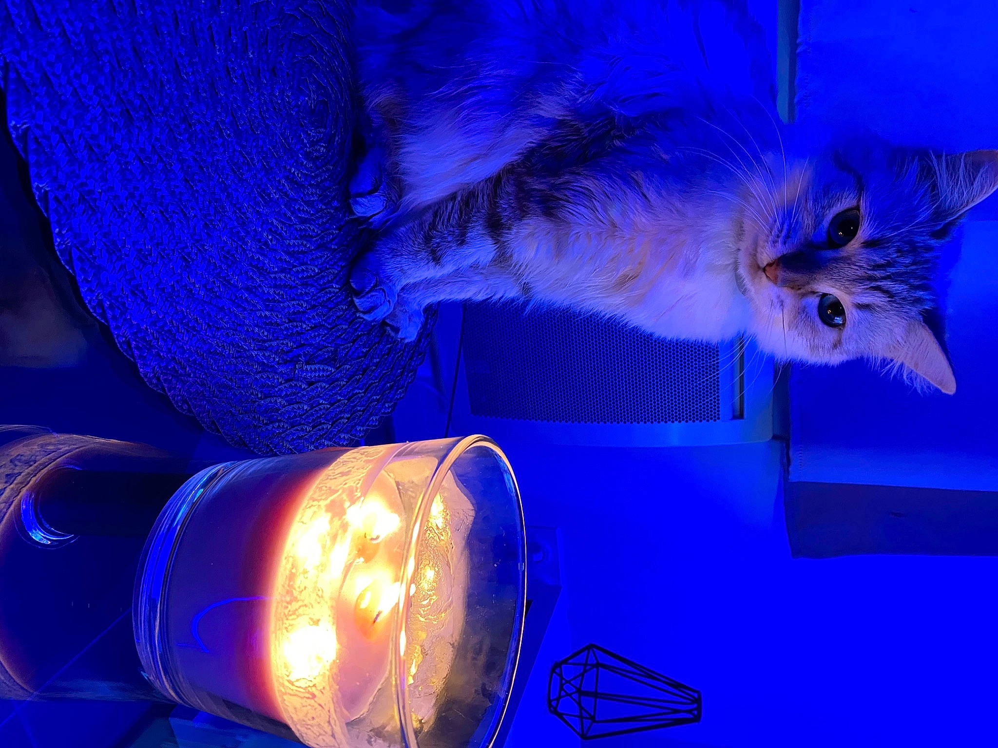 Nalah participe au concours pour gagner de l'argent avec cette photo : automotive_fog_light, automotive_lighting, azure, blue, carnivore, cat, drinkware, electric_blue, event, felidae, fluid, fur, gas, headlamp, paw, purple, russian_blue, small_to_medium_sized_cats, tail, whiskers