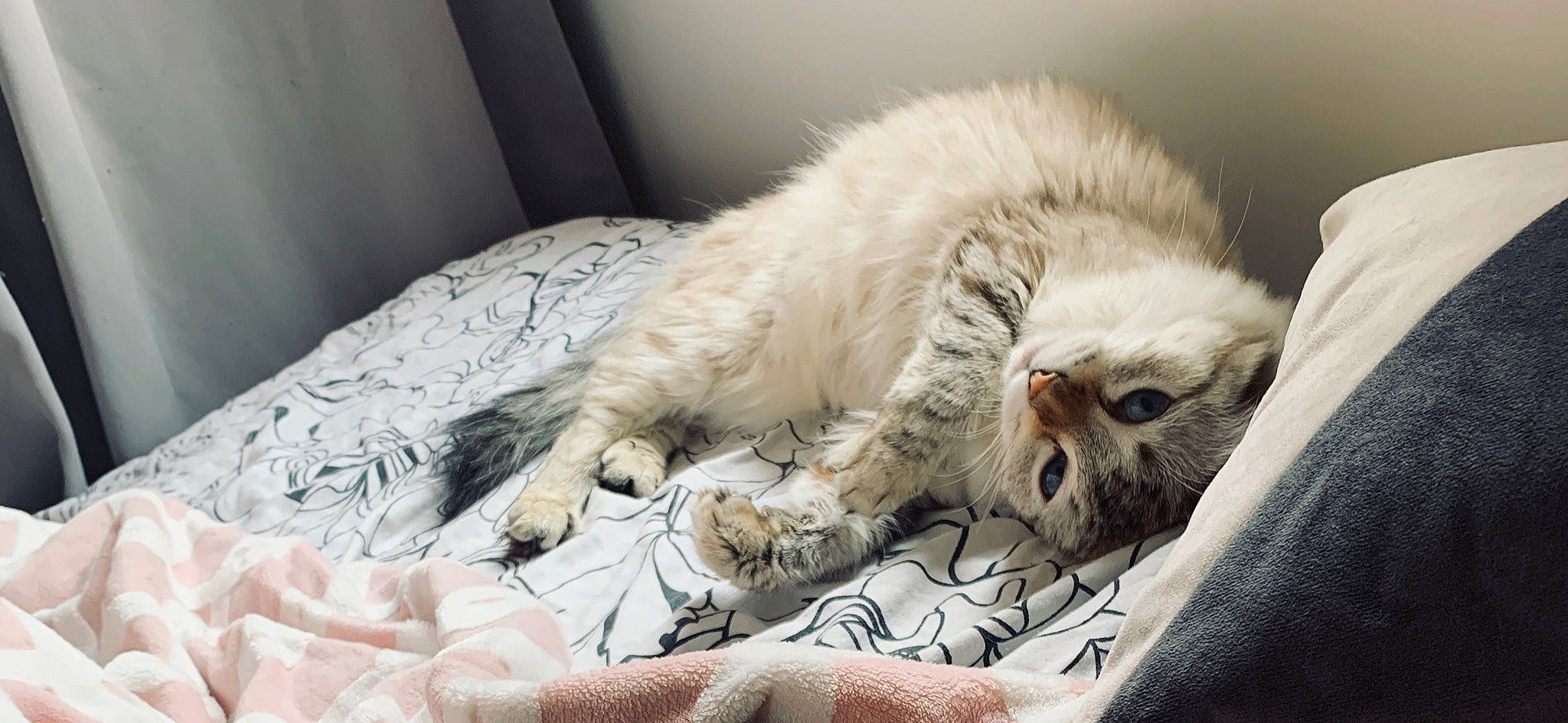 Nalah a rejoint le concours — aidez-le/la à gagner de superbes lots ! bed, bed_sheet, bedding, carnivore, cat, claw, comfort, domestic_short_haired_cat, duvet, fawn, felidae, fur, grey, linens, nap, paw, small_to_medium_sized_cats, snout, tail, whiskers
