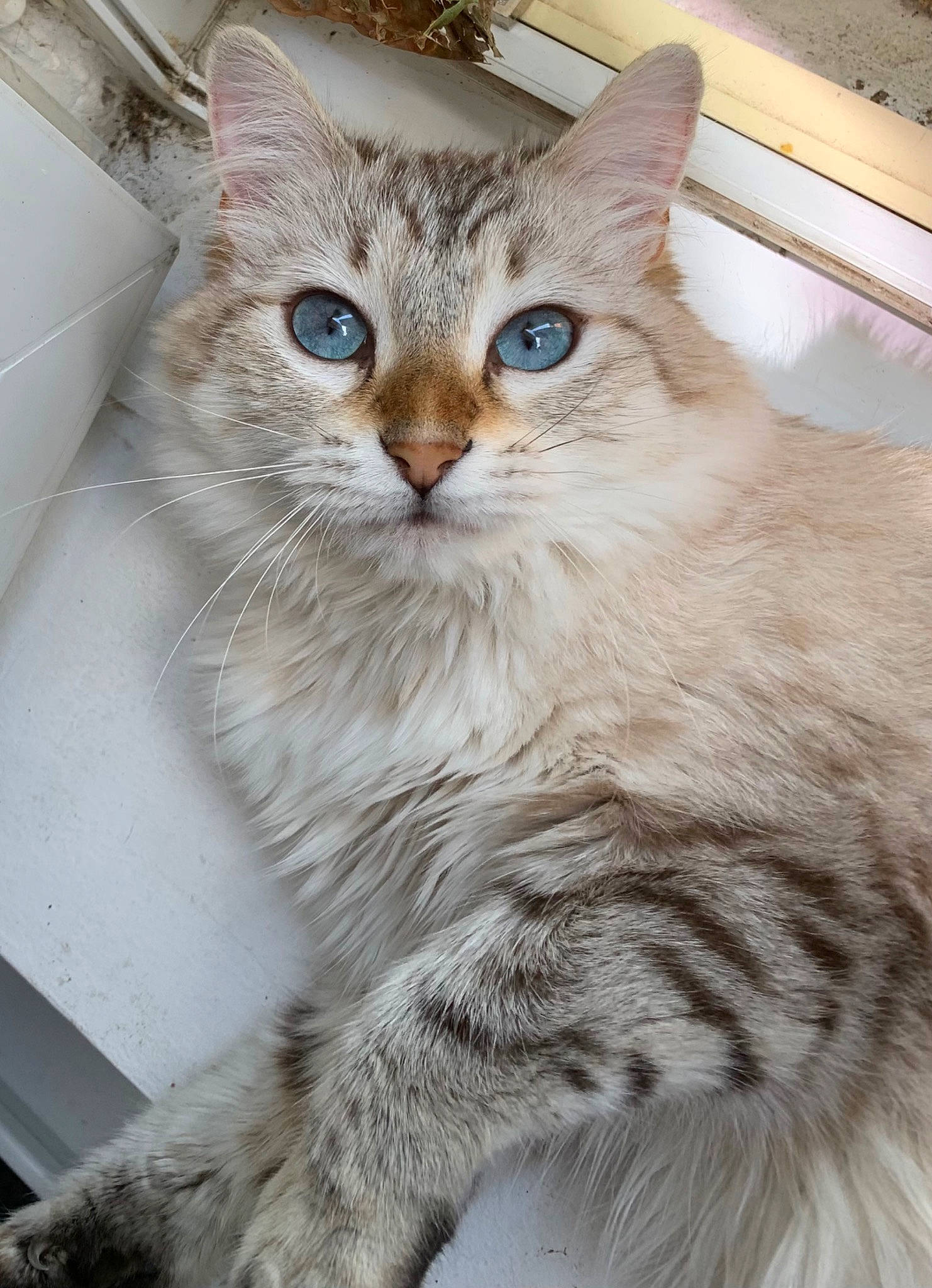 Nalah a rejoint le concours — aidez-le/la à gagner de superbes lots ! carnivore, cat, claw, domestic_short_haired_cat, felidae, fur, maine_coon, small_to_medium_sized_cats, snout, tail, terrestrial_animal, whiskers, window