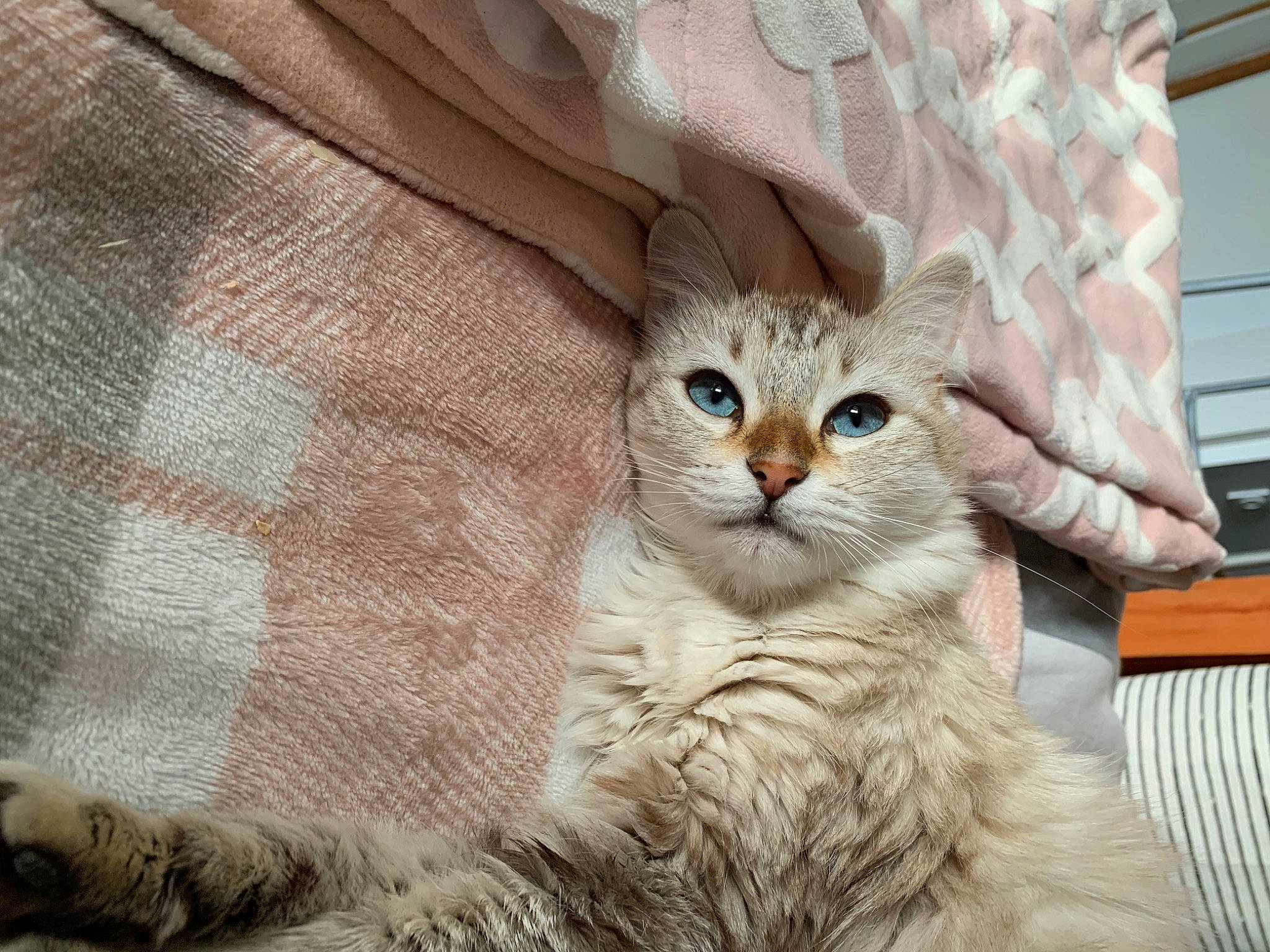 Nalah a rejoint le concours — aidez-le/la à gagner de superbes lots ! carnivore, cat, claw, comfort, domestic_short_haired_cat, fawn, felidae, fur, linens, pattern, paw, sleeve, small_to_medium_sized_cats, snout, tail, terrestrial_animal, tree, whiskers, window, woven_fabric