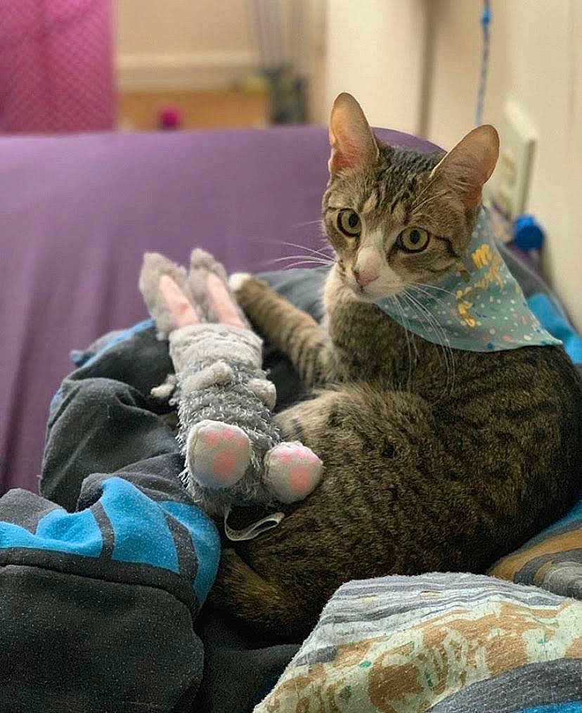 Duchess joined the competition — help win amazing prizes! aegean_cat, american_shorthair, asian, australian_mist, california_spangled, carnivore, cat, domestic_short_haired_cat, dragon_li, egyptian_mau, european_shorthair, felidae, german_rex, kitten, mammal, ocicat, pixie_bob, small_to_medium_sized_cats, tabby_cat, whiskers