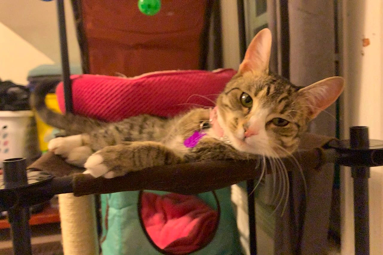 Duchess is registered to the contest to win money with this photo: aegean_cat, american_shorthair, asian, australian_mist, bengal, carnivore, cat, chausie, domestic_short_haired_cat, dragon_li, egyptian_mau, european_shorthair, felidae, kitten, mammal, ocicat, small_to_medium_sized_cats, tabby_cat, vertebrate, whiskers