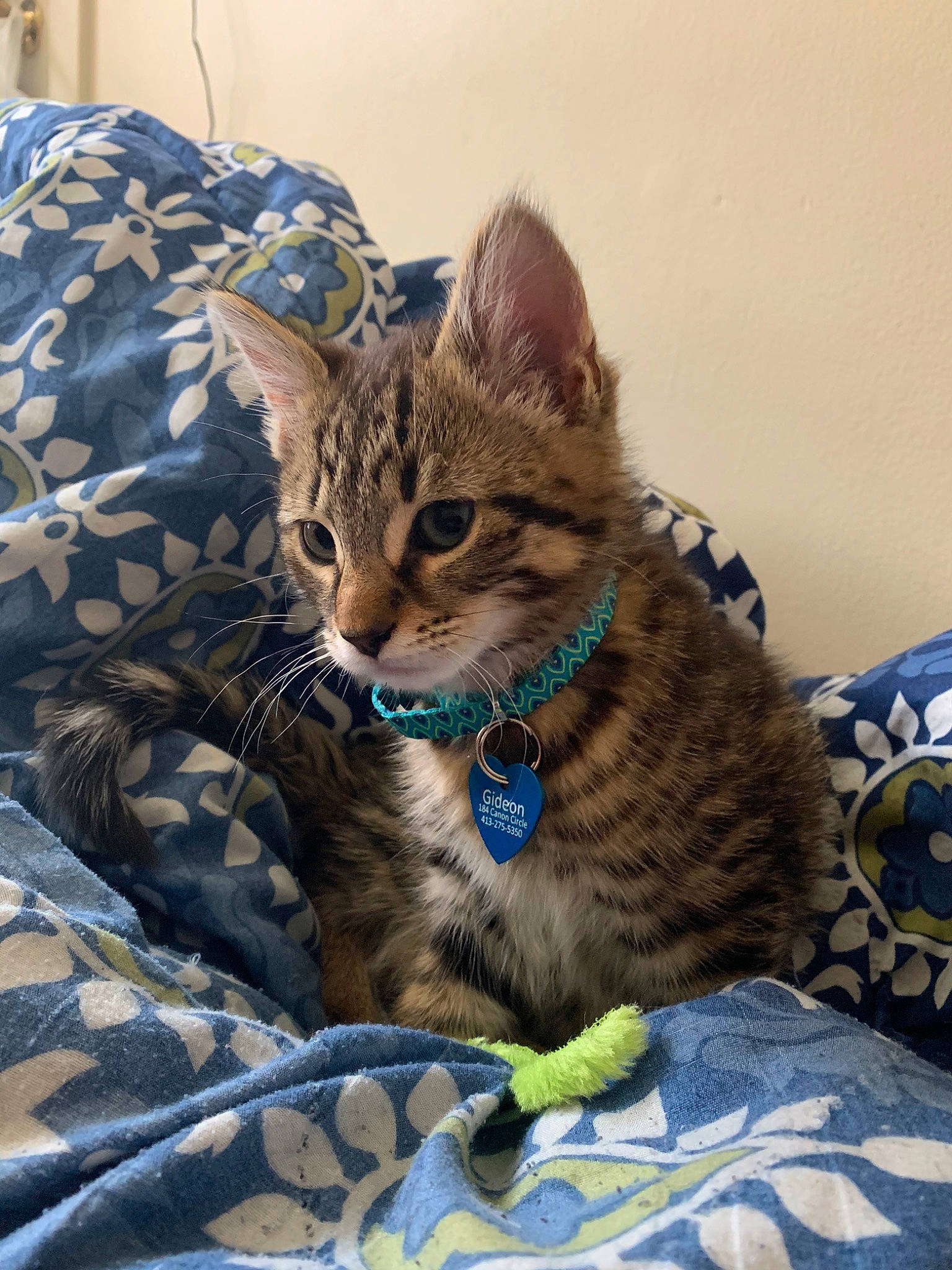 Gideon joined the competition — help win amazing prizes! asian, bengal, california_spangled, carnivore, cat, domestic_short_haired_cat, dragon_li, egyptian_mau, european_shorthair, felidae, kitten, mammal, pixie_bob, savannah, small_to_medium_sized_cats, tabby_cat, toyger, vertebrate, whiskers, wild_cat