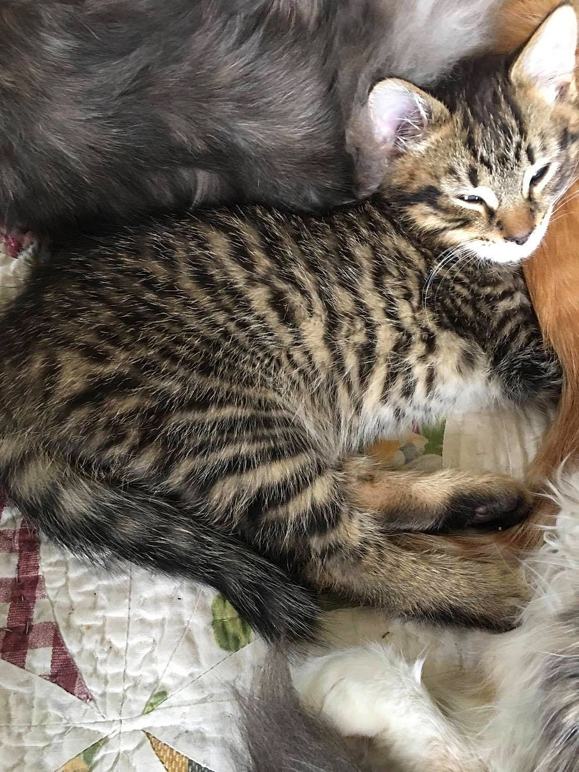 Gideon is registered to the contest to win money with this photo: american_shorthair, asian, california_spangled, carnivore, cat, domestic_short_haired_cat, dragon_li, egyptian_mau, european_shorthair, felidae, fur, kitten, mammal, ocicat, pixie_bob, small_to_medium_sized_cats, tabby_cat, vertebrate, whiskers, wild_cat