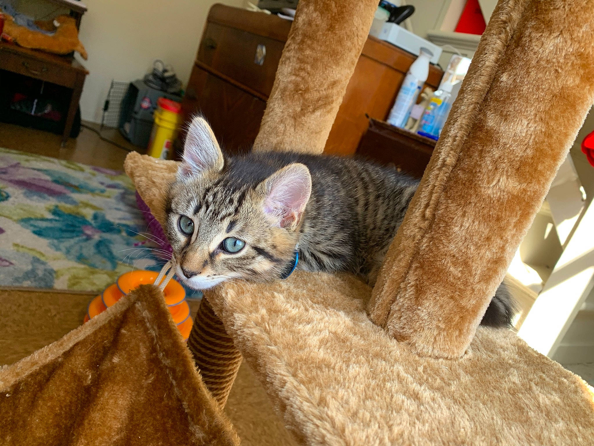 Gideon joined the competition — help win amazing prizes! aegean_cat, arabian_mau, asian, australian_mist, carnivore, cat, chausie, domestic_short_haired_cat, dragon_li, european_shorthair, fawn, felidae, fur, german_rex, kitten, mammal, ojos_azules, small_to_medium_sized_cats, tabby_cat, whiskers
