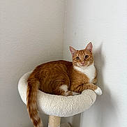 Stray joined the competition — help win amazing prizes! animal, cat, cat_perch, cat_tree, corner, cute, domestic_cat, ears, feline, fur, indoor, looking, orange_cat, pet, relaxed, resting, shadow, tail, whiskers, white_cat