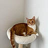 animal, cat, cat_perch, cat_tree, corner, cute, domestic_cat, ears, feline, fur, indoor, looking, orange_cat, pet, relaxed, resting, shadow, tail, whiskers, white_cat