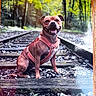 animal, background_blur, canine, dog, forest, happy, harness, leaves, mammal, nature, outdoor, path, pet, railroad_tracks, rocks, sitting, smiling, sunlight, trees, wood