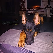 Alvin participe au concours pour gagner de l'argent avec cette photo : dog, german_shepherd, pet, indoor, couch, resting, animal, ears, paw, living_room, television, furniture, dark, flash, foot, sock, home, relaxed, canine, companion