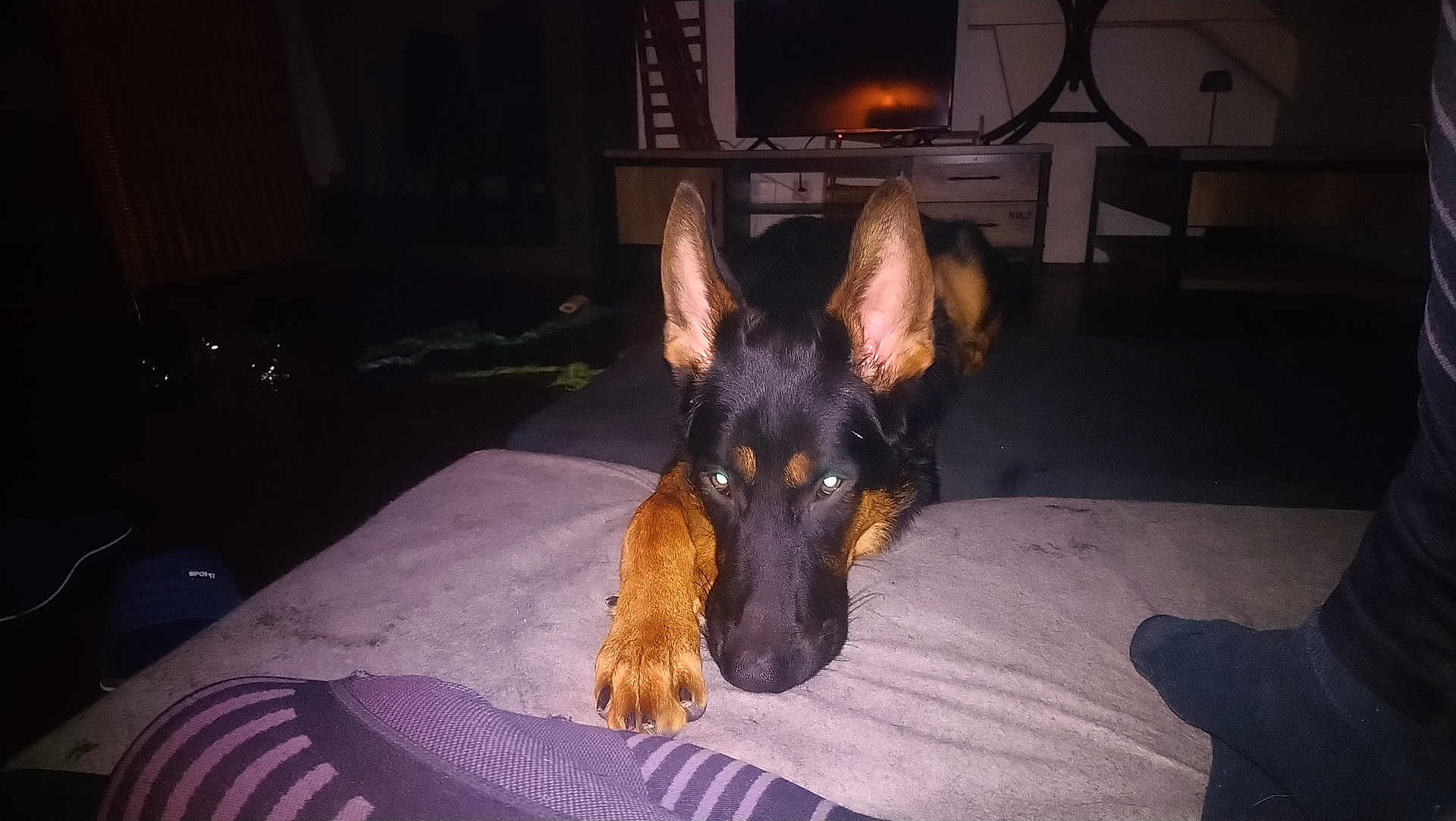 Alvin participe au concours pour gagner de l'argent avec cette photo : dog, german_shepherd, pet, indoor, couch, resting, animal, ears, paw, living_room, television, furniture, dark, flash, foot, sock, home, relaxed, canine, companion