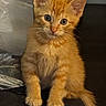 cat, kitten, orange_cat, ginger_fur, feline, pet, animal, sitting, portrait, front_view, large_ears, whiskers, blue_eyes, fluffy_fur, long_tail, couch, indoor, home, closeup, cute
