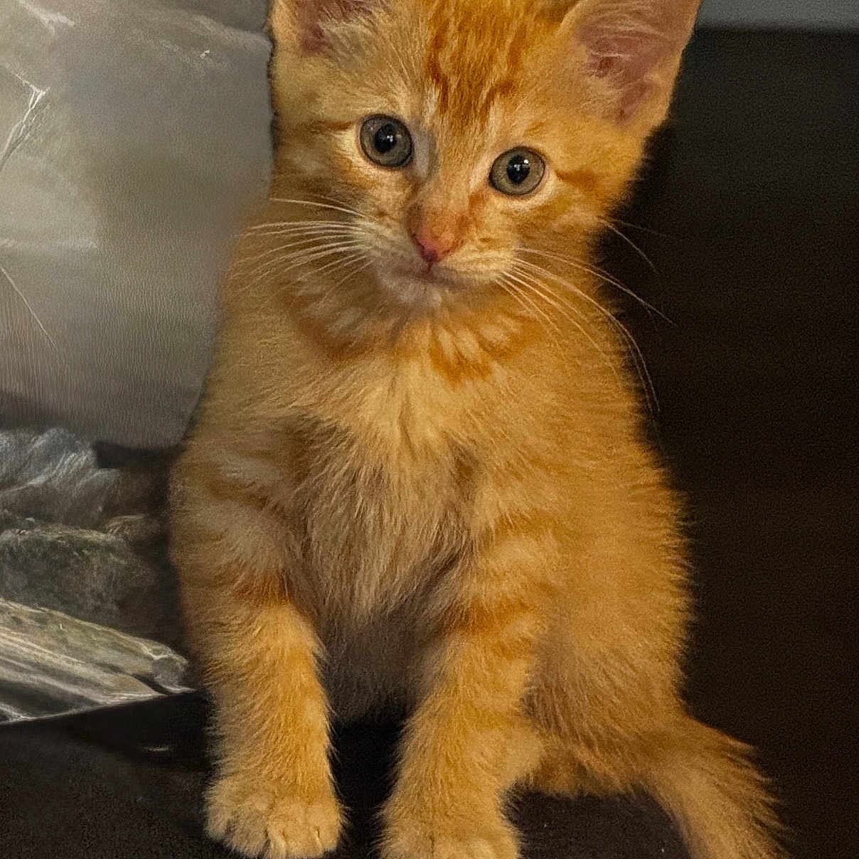 Milo joined the competition — help win amazing prizes! cat, kitten, orange_cat, ginger_fur, feline, pet, animal, sitting, portrait, front_view, large_ears, whiskers, blue_eyes, fluffy_fur, long_tail, couch, indoor, home, closeup, cute
