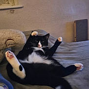 Honey is registered to the contest to win money with this photo: cat, black_and_white, lying_down, paws_up, indoor, cozy, furniture, cat_tree, relaxed, pet, animal, whiskers, tail, pink_paw_pads, fur, cute, domestic_cat, resting, household, playful