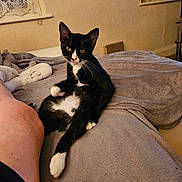 Honey is registered to the contest to win money with this photo: bed, bedroom, black_and_white_cat, blanket, cat, cozy, domestic, furniture, human_leg, indoor, lace_curtain, looking_at_camera, night_time, paw, pet, plush_toy, relaxed, soft_texture, tuxedo_cat, whiskers