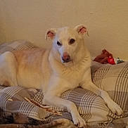 Leo is registered to the contest to win money with this photo: dog, bed, plaid, indoor, pet, resting, light_fur, toy, cozy, calm, animal, furniture, domestic, relaxed, lying_down, canine, home, comfort, pillow, blanket
