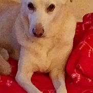 Leo is registered to the contest to win money with this photo: blanket, close_up, cozy, dog, domestic_animal, ears, eyes, fur, furniture, grainy, home, indoor, lying_down, nose, paws, pet, portrait, red_blanket, sleepy, white_dog