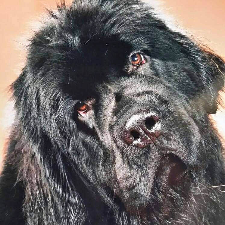Ipsy participe au concours pour gagner de l'argent avec cette photo : ancient_dog_breeds, borador, canidae, carnivore, companion_dog, dog, dog_breed, fur, gaddi_kutta, giant_dog_breed, gun_dog, liver, non_sporting_group, snout, sporting_group, terrestrial_animal, wildlife, working_animal, working_dog